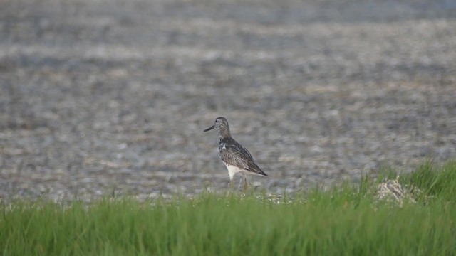 Nordmann's Greenshank - ML253332691