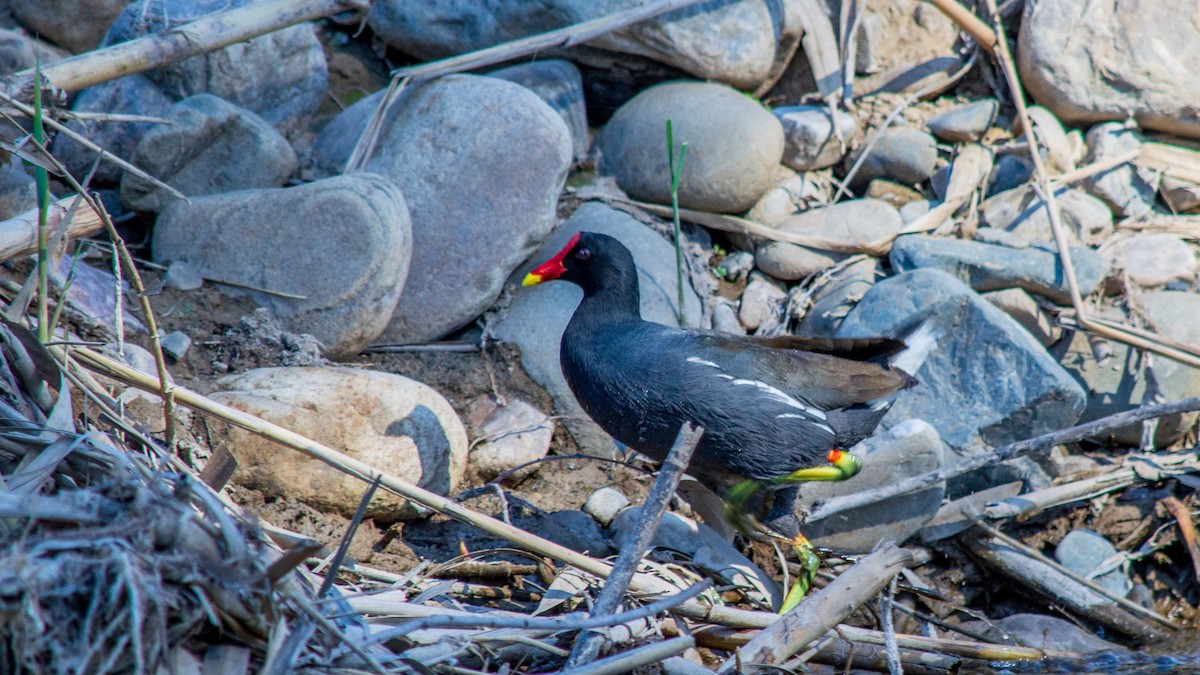 Eurasian Moorhen - Johan Smit