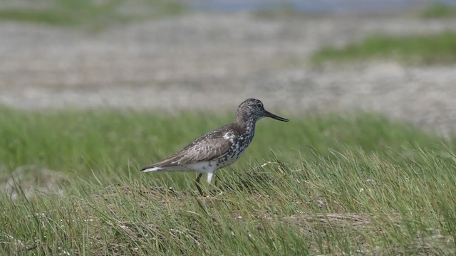 Nordmann's Greenshank - ML253333981