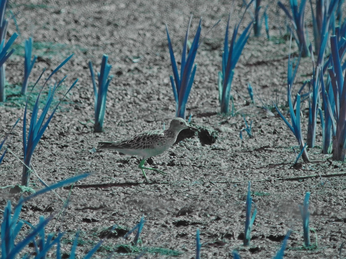 Buff-breasted Sandpiper - Michael Sveen