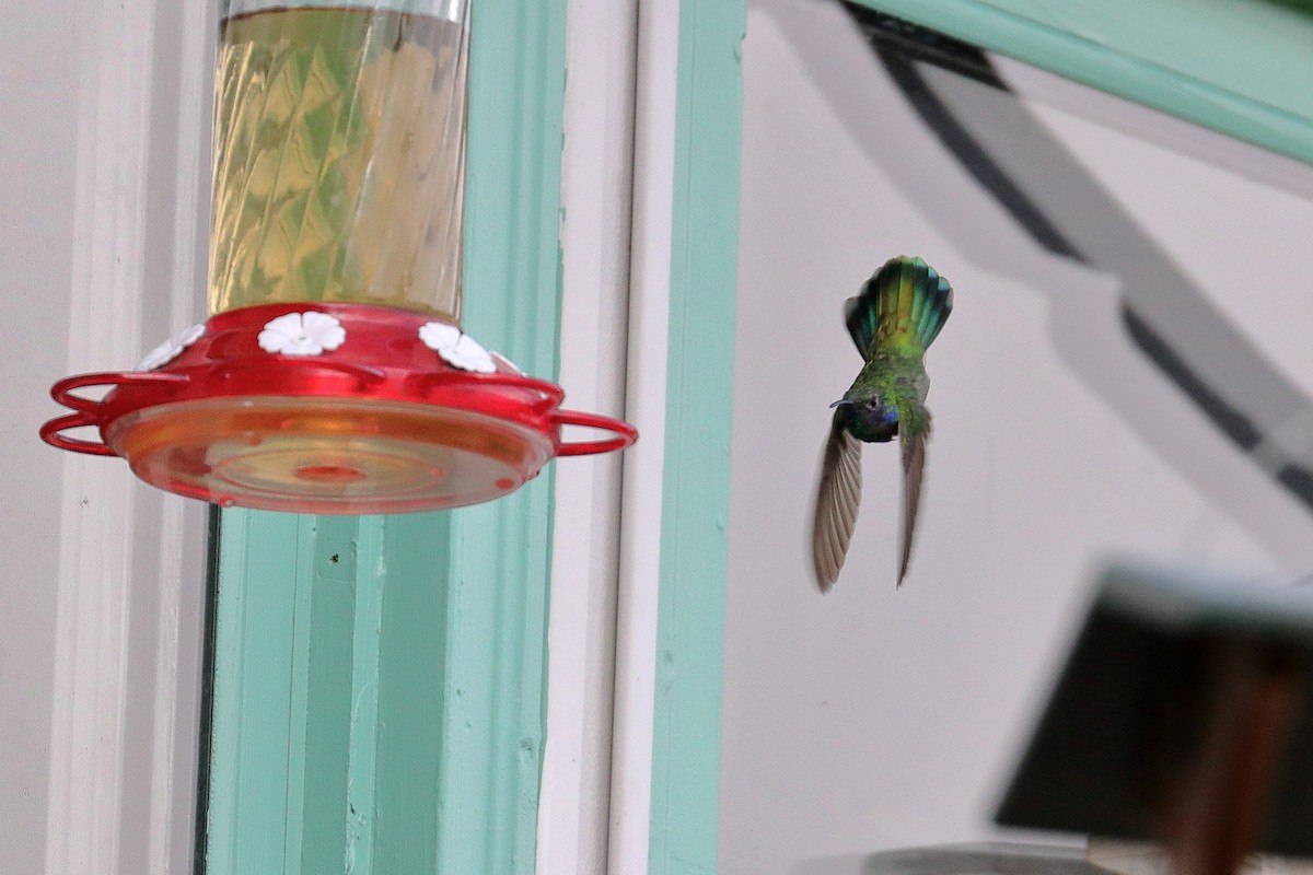 kolibřík zelený - ML253334771