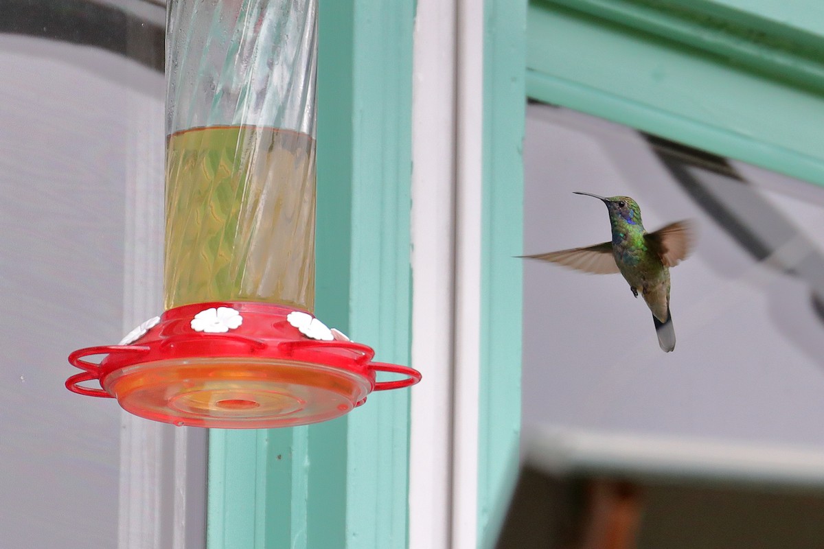 kolibřík zelený - ML253334791