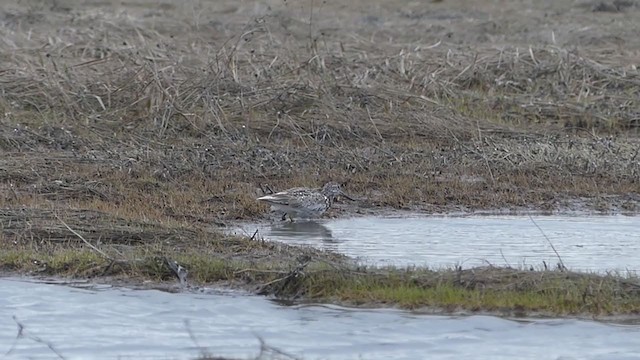 Nordmann's Greenshank - ML253334991