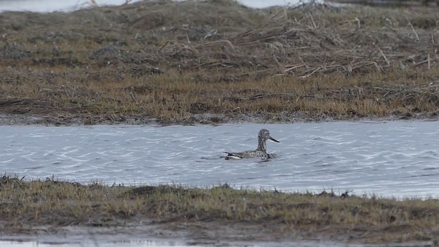 Nordmann's Greenshank - ML253335131