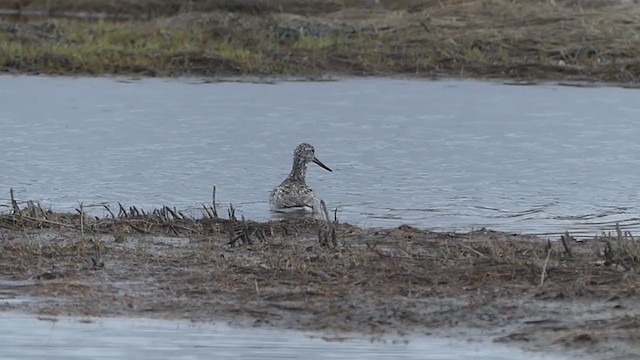 Nordmann's Greenshank - ML253335141