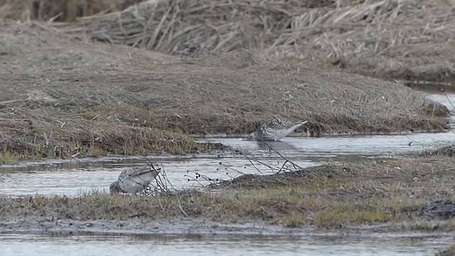 Nordmann's Greenshank - ML253335161