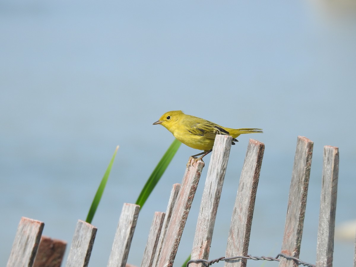 Yellow Warbler - Rosanne Petrich