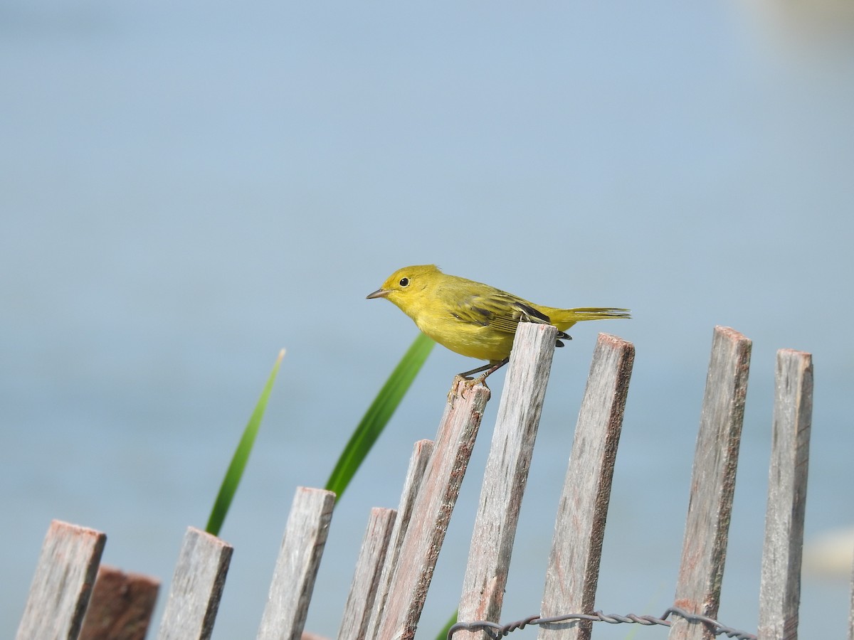 Paruline jaune - ML253335521