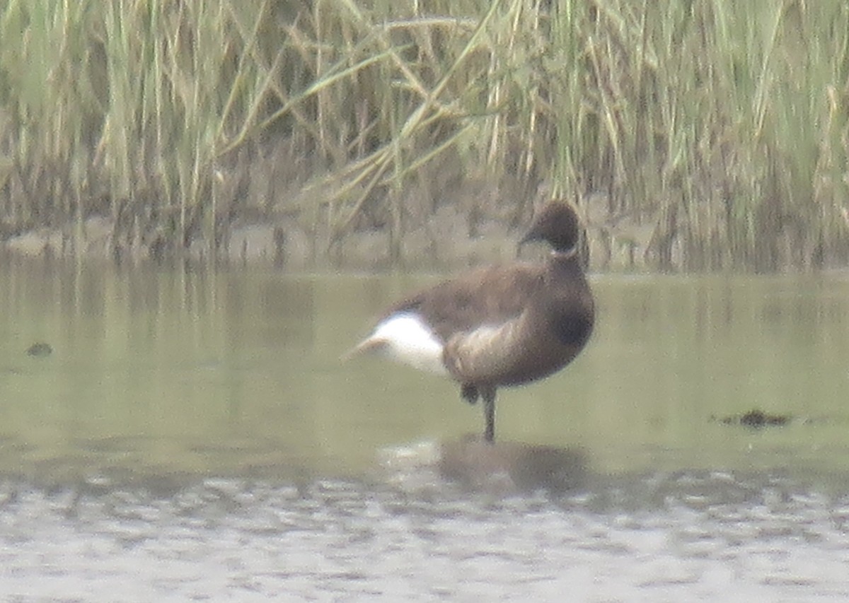 Brant - ML253336141