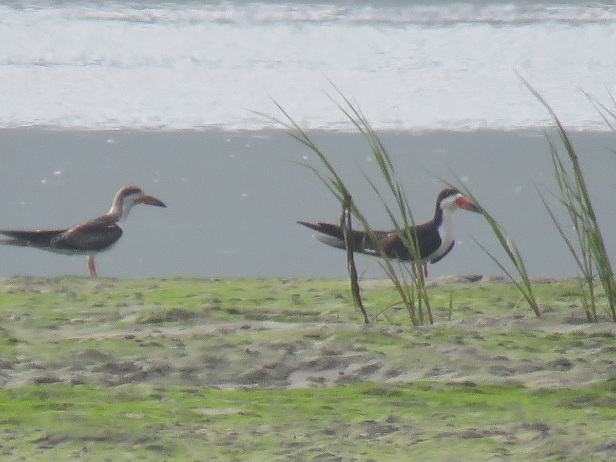 Black Skimmer - ML253336611