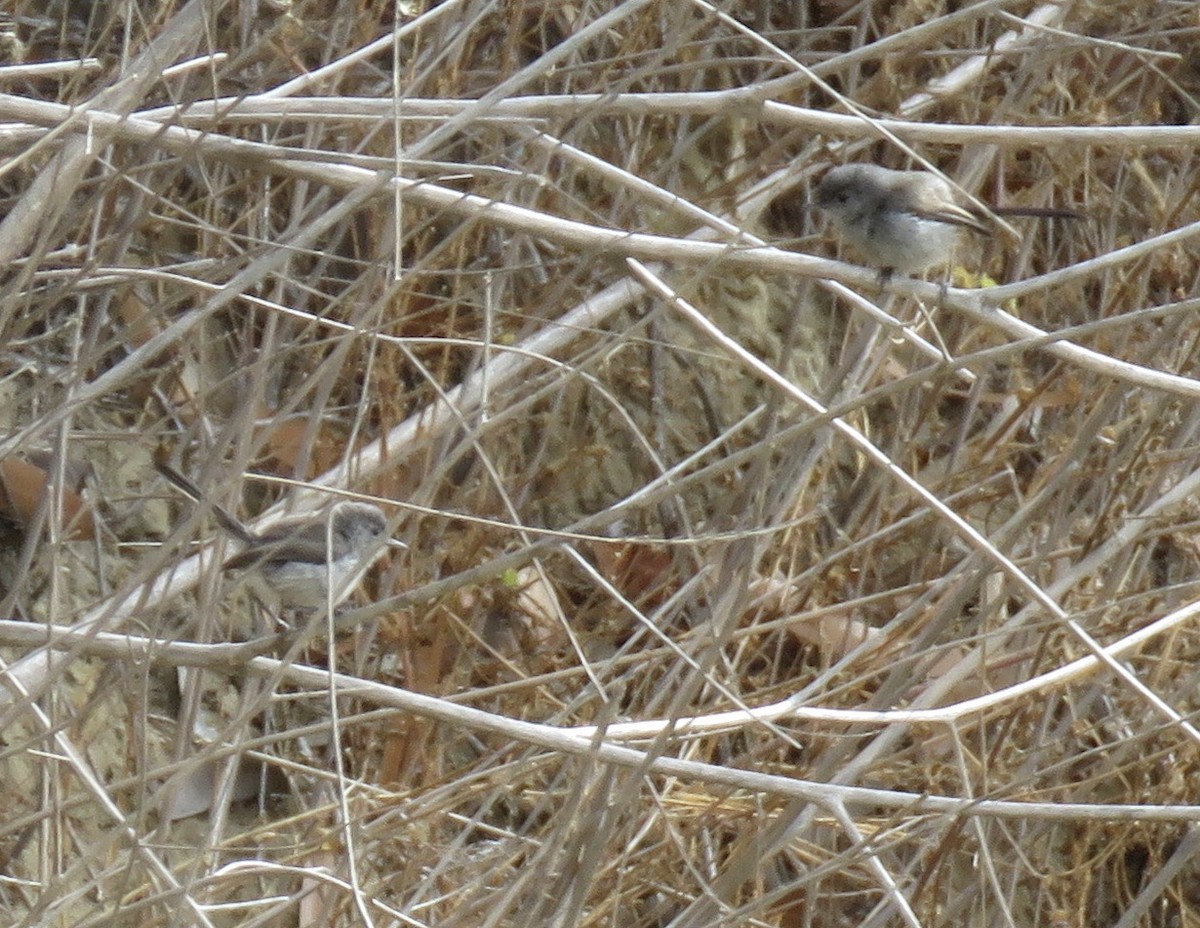 California Gnatcatcher - ML253336881