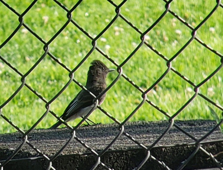 Black Phoebe - ML253338081