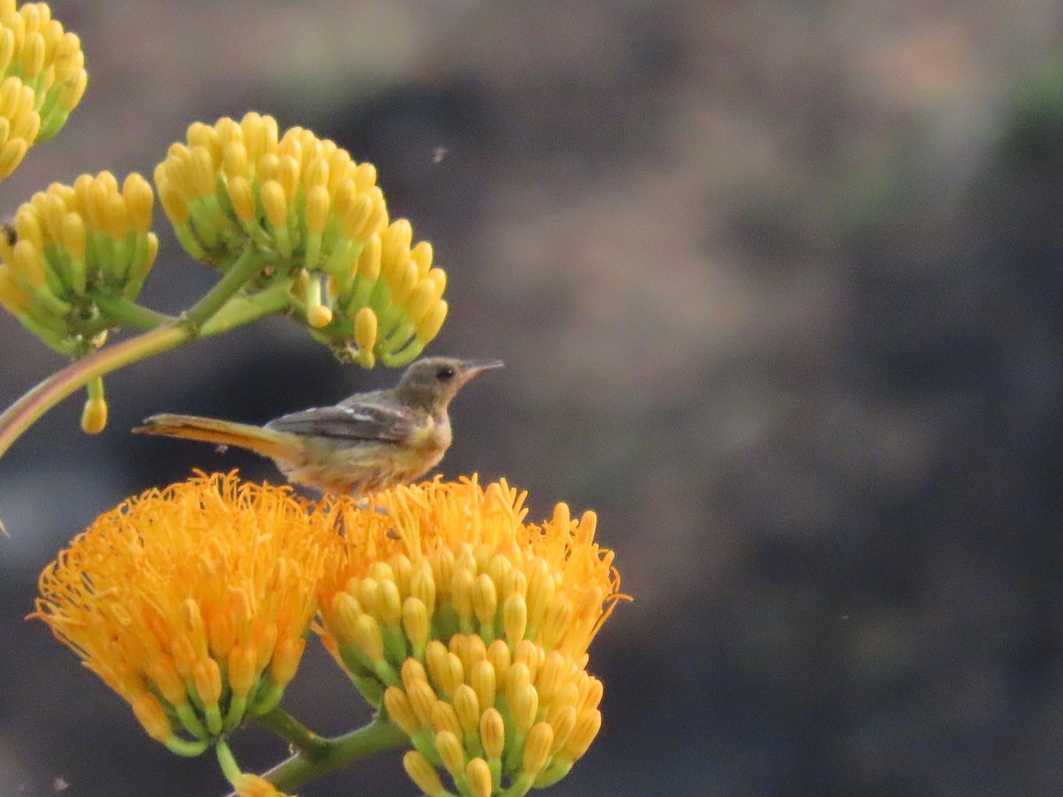 Oriole jaune-verdâtre - ML253338761