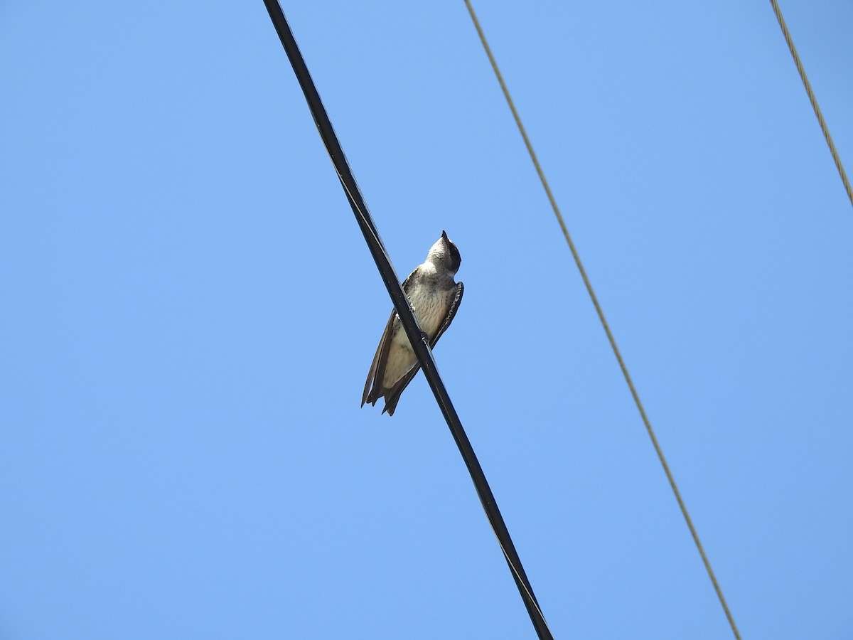 Purple Martin - sandy berger