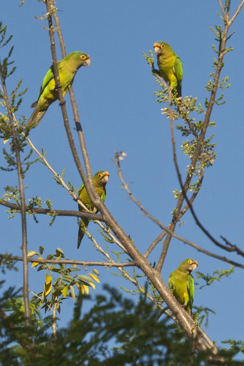 aratinga oranžovočelý - ML25334071