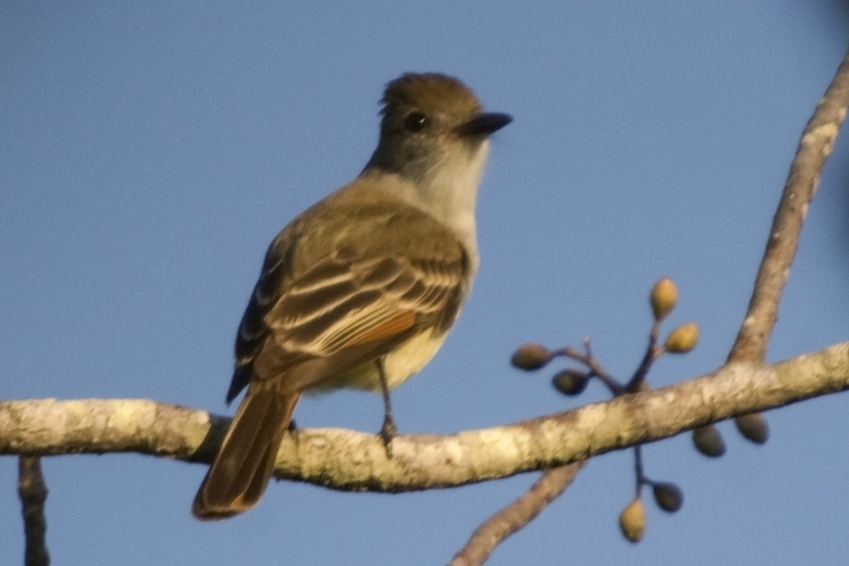 Dusky-capped Flycatcher - ML25334091