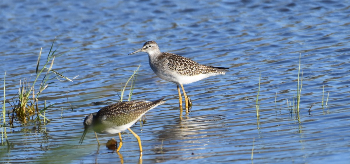 gulbeinsnipe - ML253341211