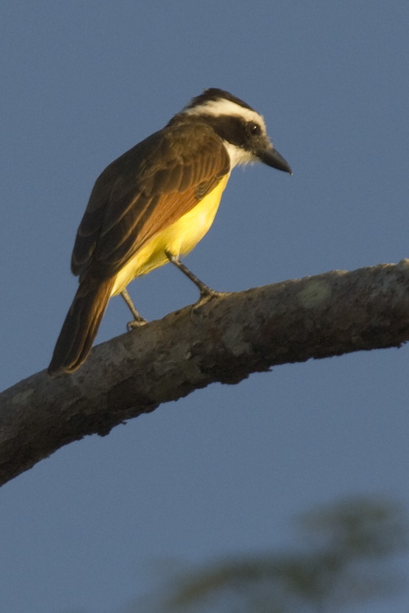 Great Kiskadee - ML25334131