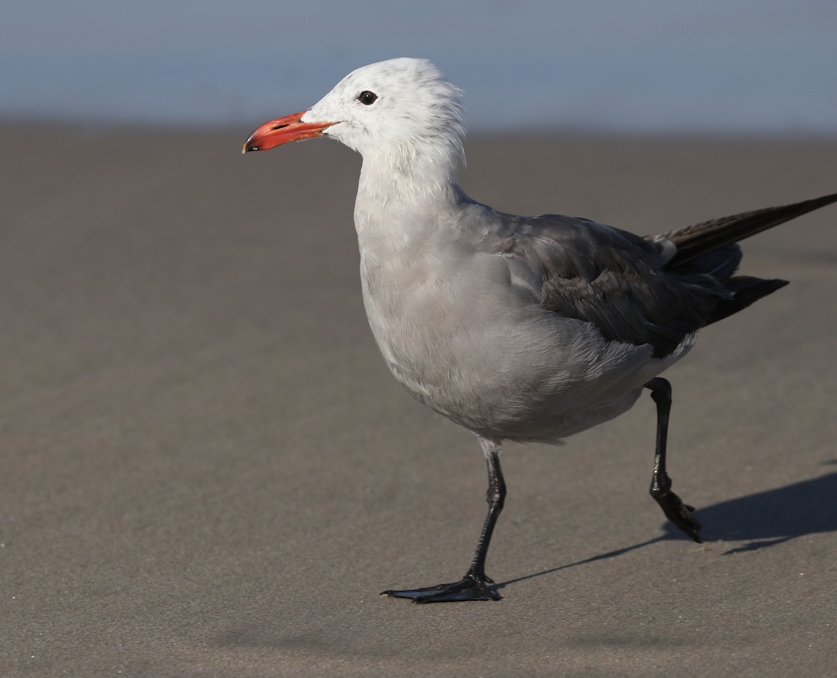 Heermann's Gull - Celeste Jones