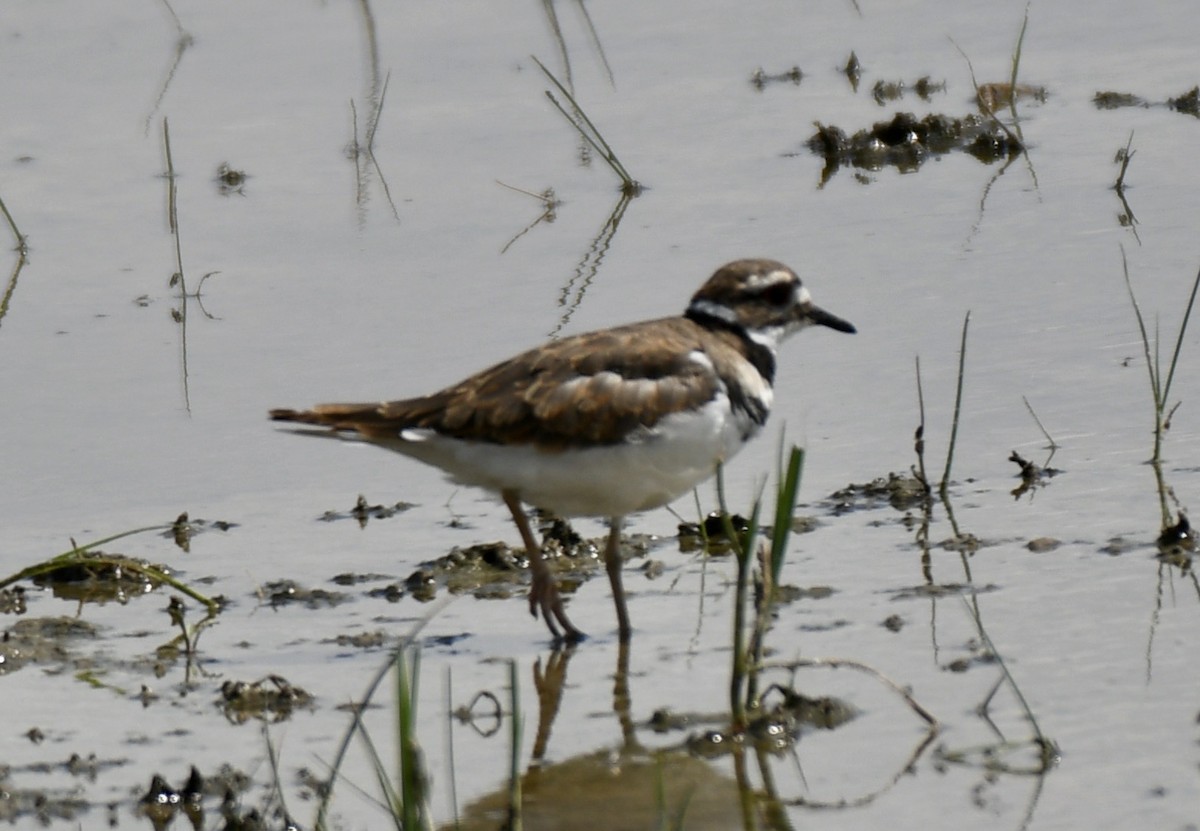 Killdeer - David Campbell