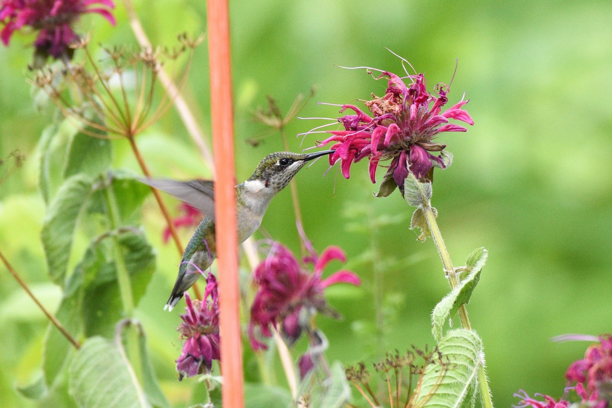 Ruby-throated Hummingbird - ML253342391