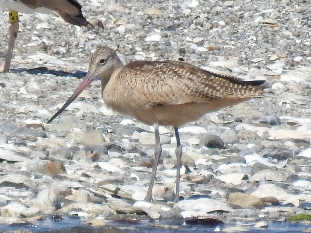 Marbled Godwit - ML253342971