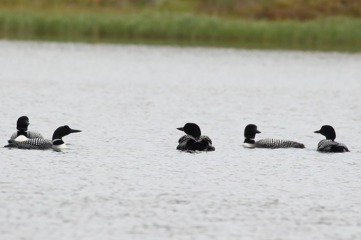 Common Loon - ML253343141