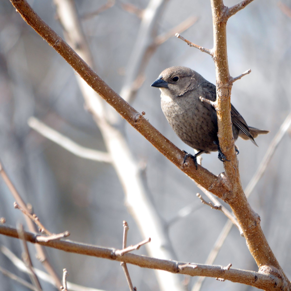 Brown-headed Cowbird - ML253344531
