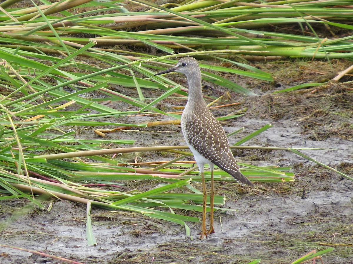 Lesser Yellowlegs - Robin Maercklein