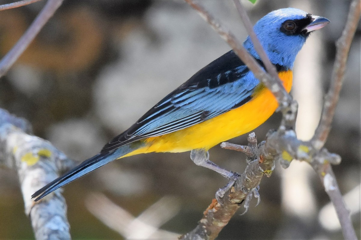 Blue-and-yellow Tanager - ML253345861