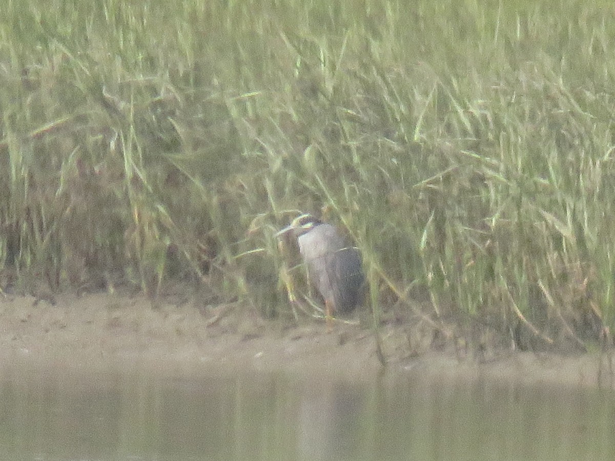 Yellow-crowned Night Heron - ML253350791