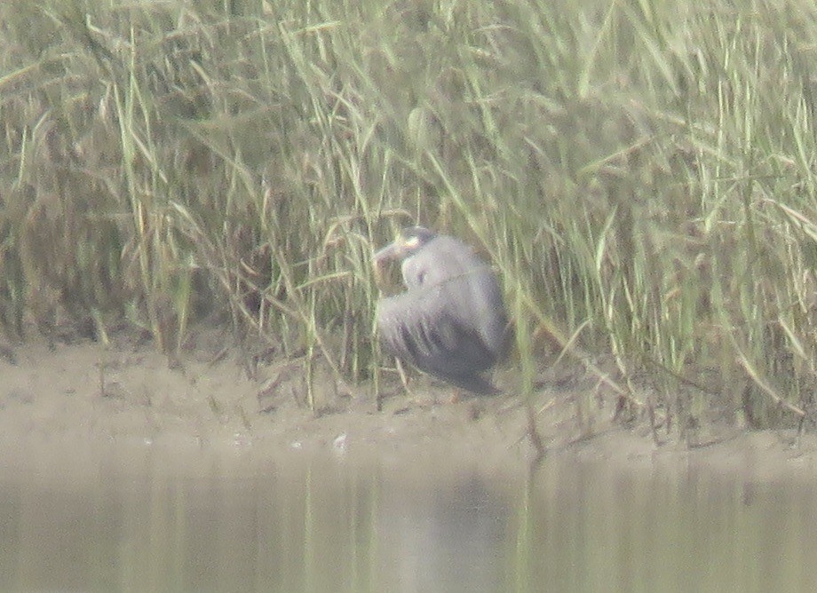 Yellow-crowned Night Heron - ML253350811