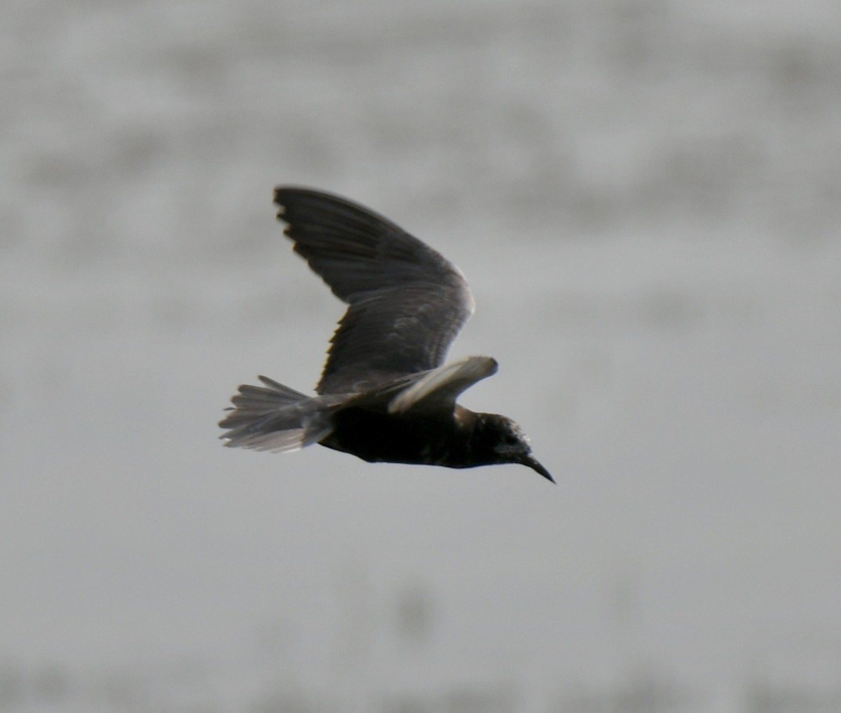 Black Tern - ML253352451