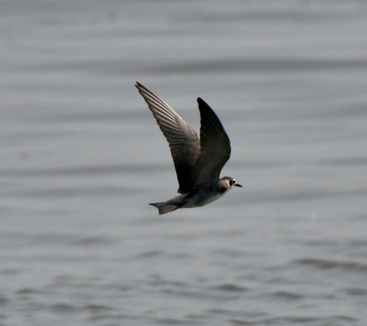 Black Tern - ML253352641