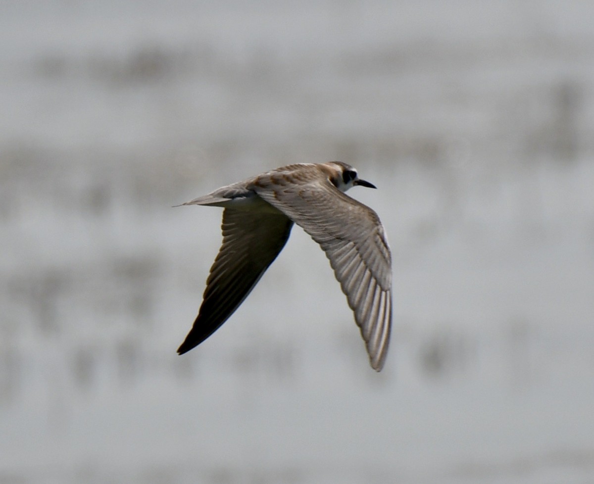 Black Tern - ML253352661