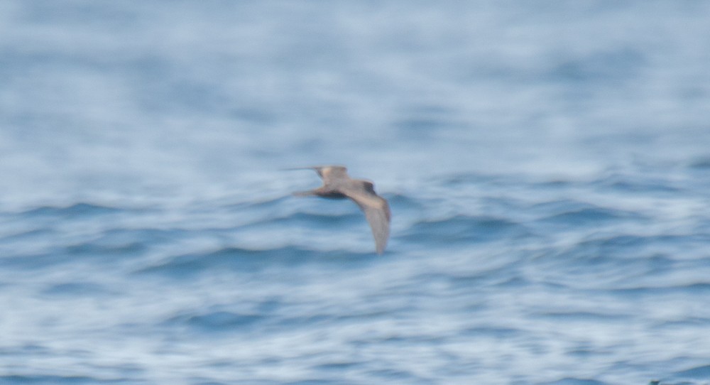 Bulwer's Petrel - ML253356981
