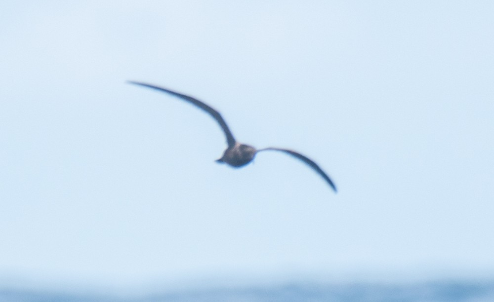 Bulwer's Petrel - ML253356991