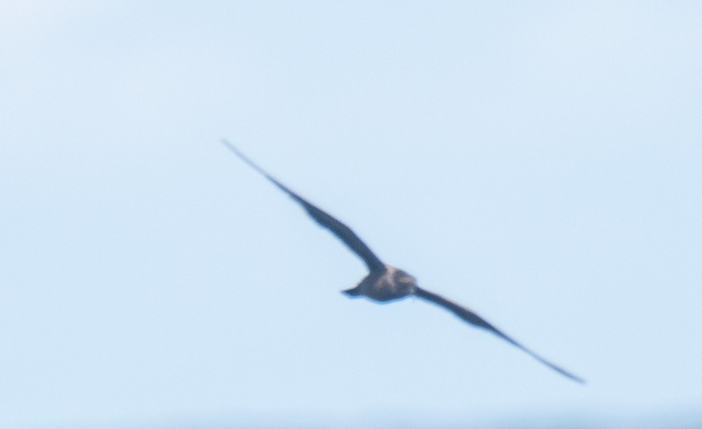 Bulwer's Petrel - ML253357001