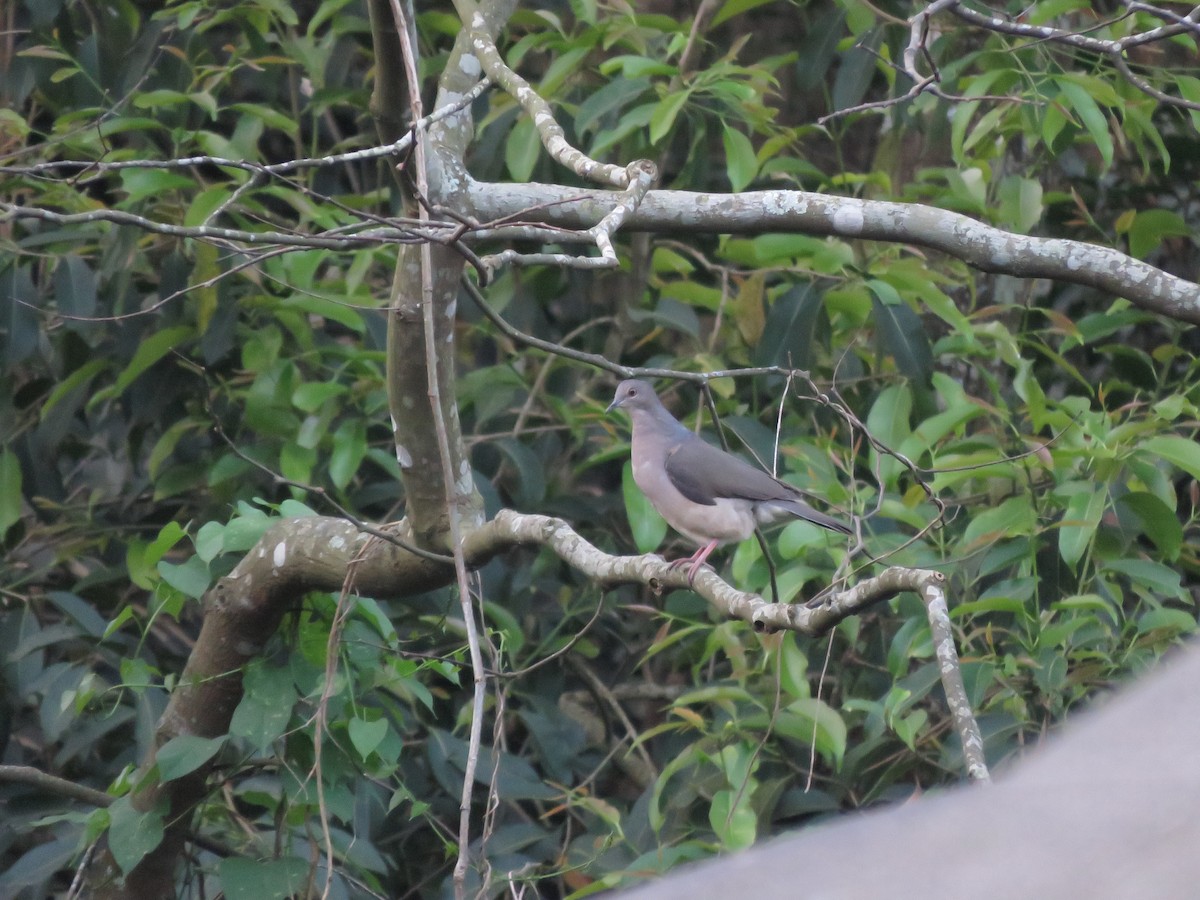 White-tipped Dove - ML253357781