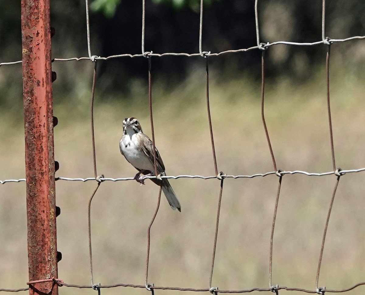 Lark Sparrow - ML253357861