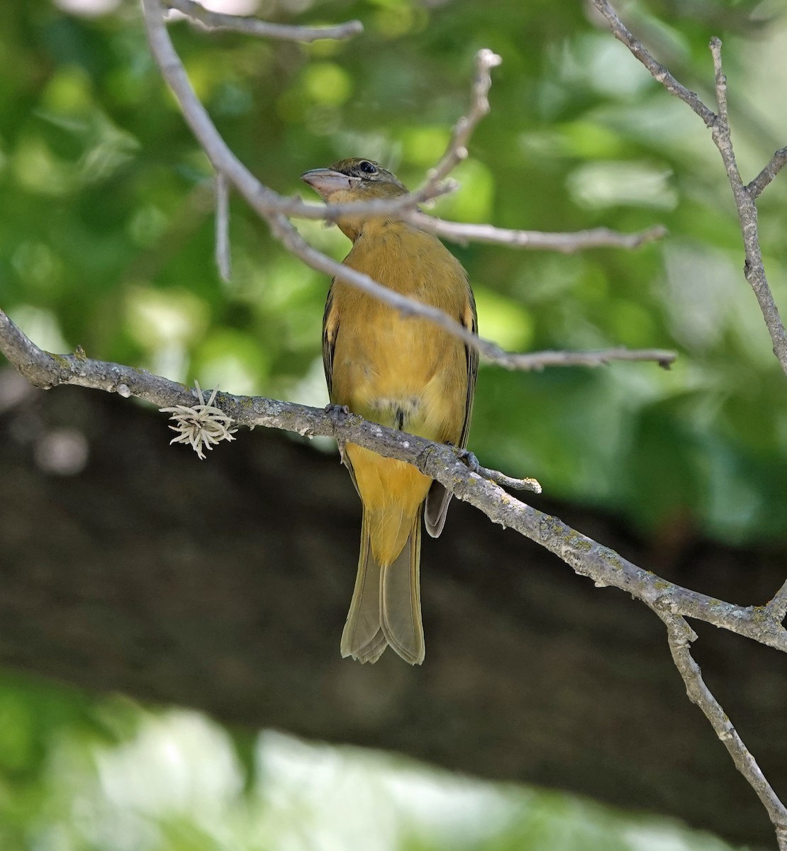 Summer Tanager - ML253357891