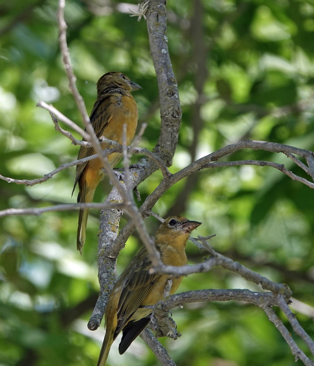 Summer Tanager - ML253357911