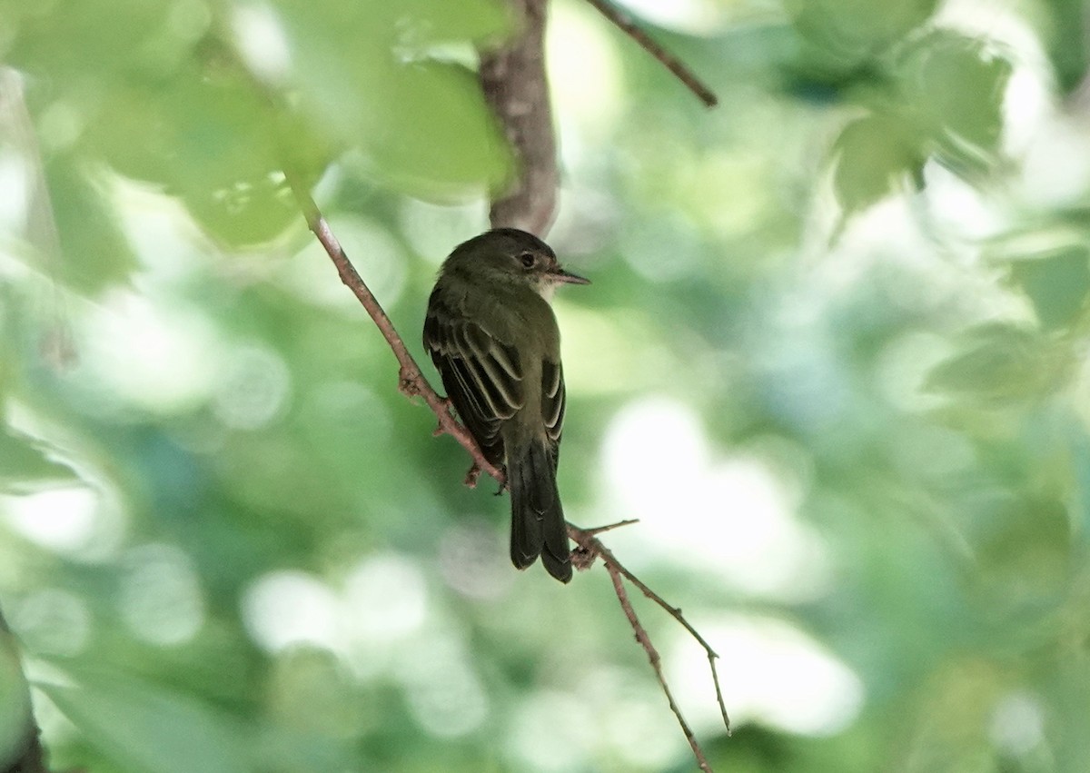 Eastern Wood-Pewee - ML253358001