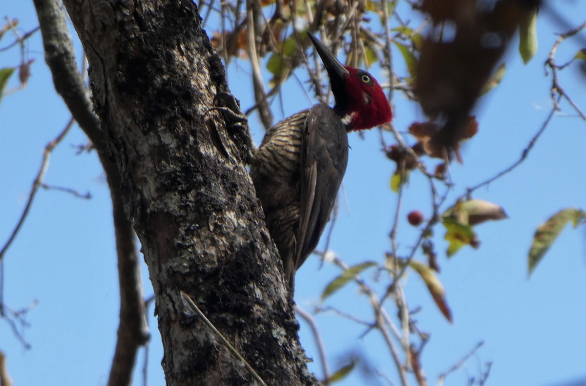 Guayaquil Woodpecker - ML253358491