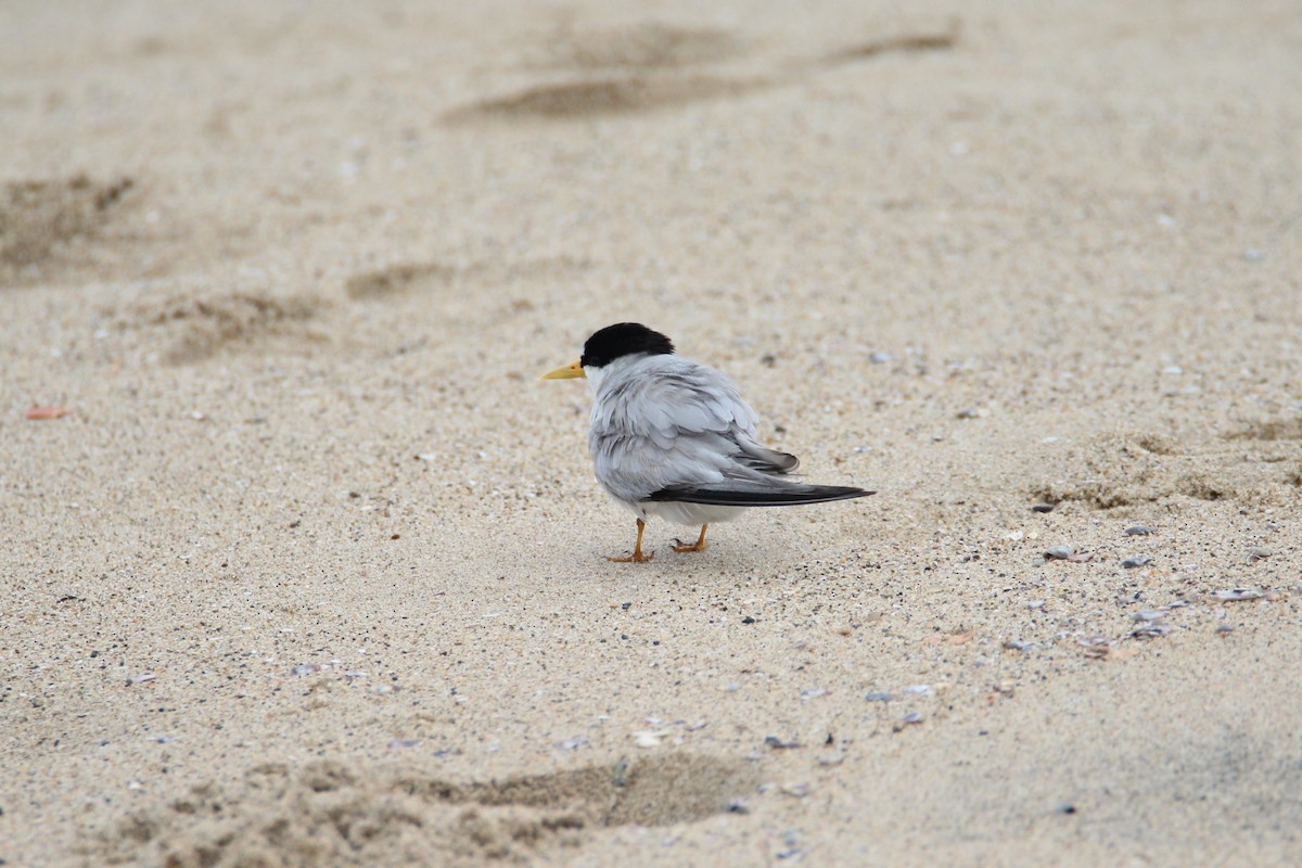 Least Tern - ML253358551