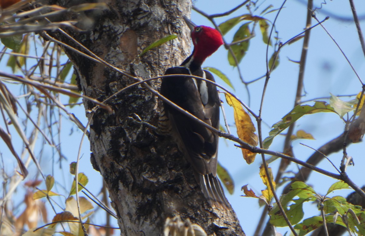 Guayaquil Woodpecker - ML253358581