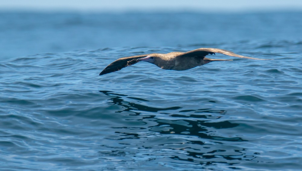 Red-footed Booby - ML253358811