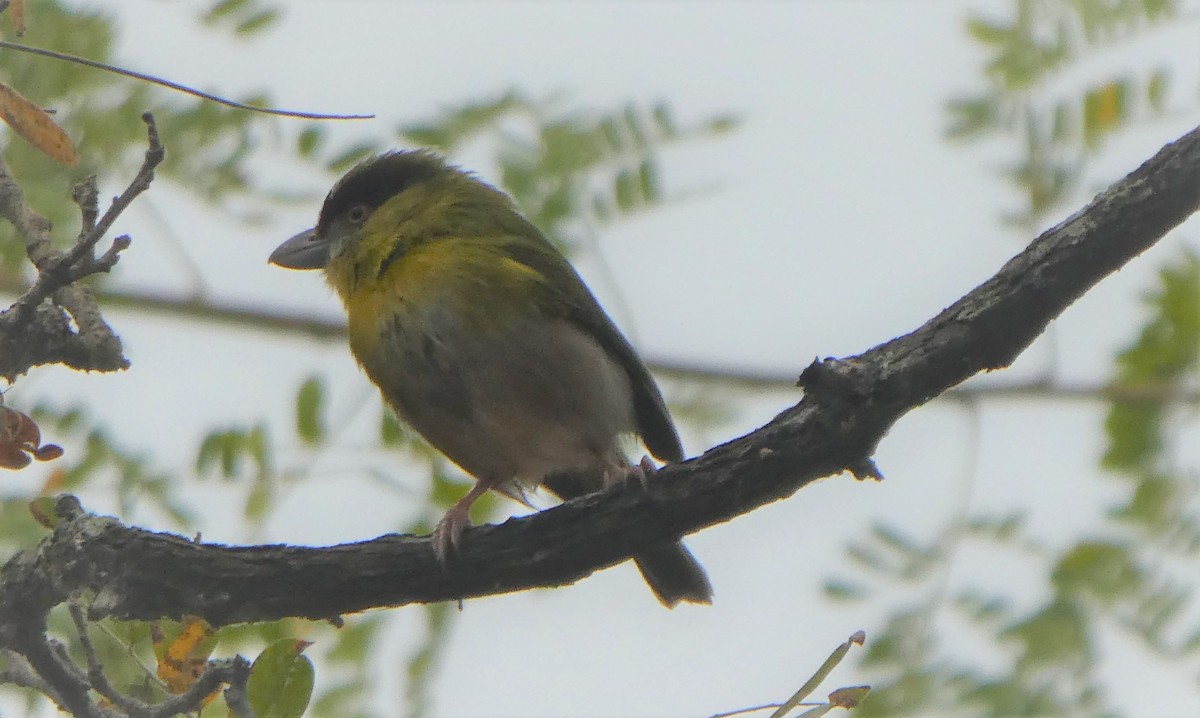 Rufous-browed Peppershrike - ML253359251