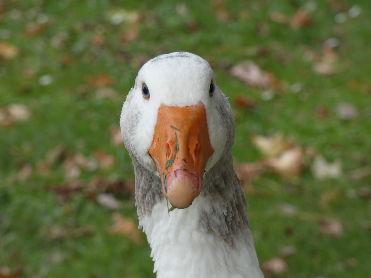 Graylag Goose (Domestic type) - ML253360011