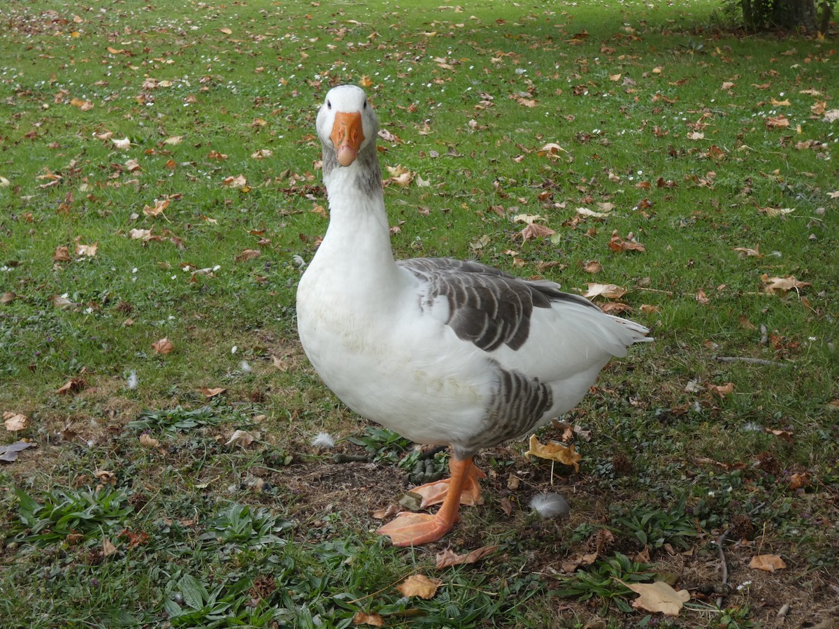 Graylag Goose (Domestic type) - ML253360061